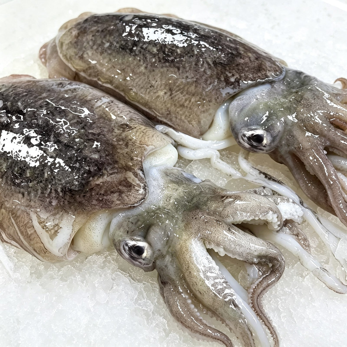 Whole raw cuttlefish with tentacles displayed on crushed ice