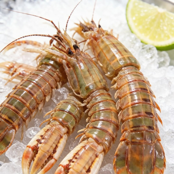 Wild Mantis Shrimp